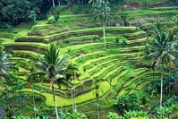 Tour to Ubud, Bali